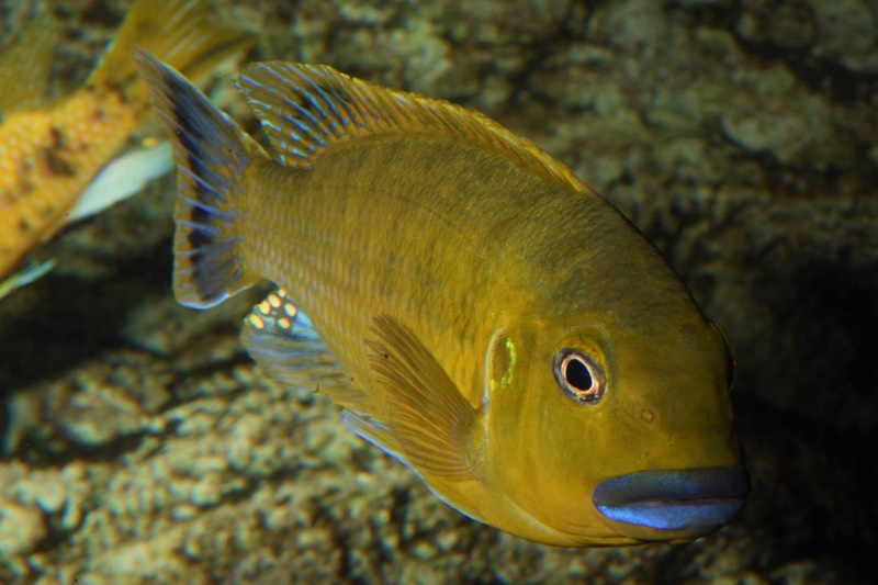 Pseudotropheus sp. 'williamsi north' Makonde